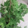 A massive mature scented Pelargonium Image 3