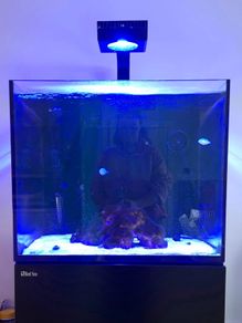 Fish tank