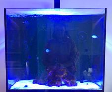 Fish tank