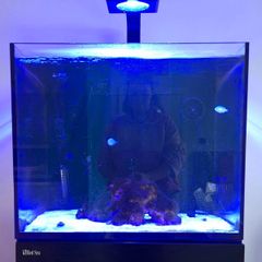 Fish tank