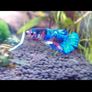 fish tank Image 5