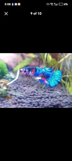 fish tank