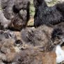 Usa Silkie Chicks And Fertile Eggs Image 5