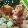 aquarium ramshorn snails (freshwater) Image 2