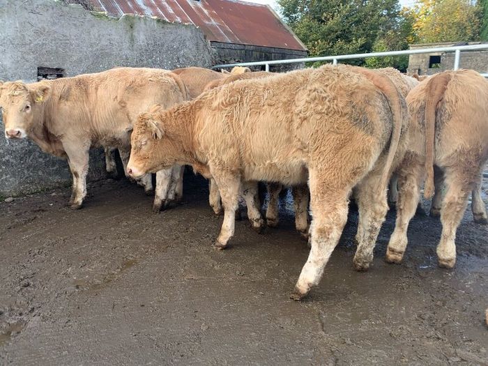 35 super 380kg charlaois heifers