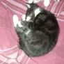 kittens Image 3