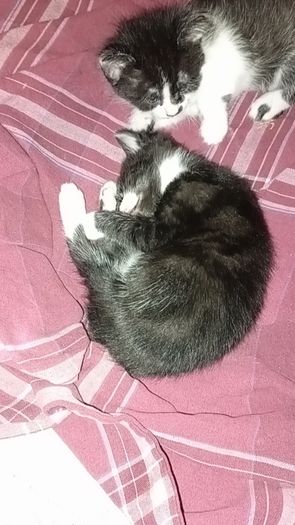 kittens