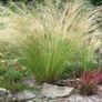 (G) Mexican feathergrass Pony Tails seeds 0.05g (180498) Image 2