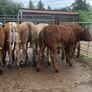 10 suckler bred heifers Image 9