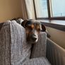 Free Sofa- please read Image 6