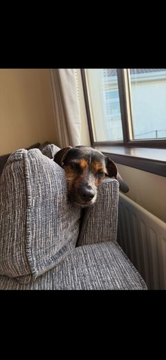 Free Sofa- please read