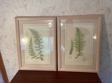 Pair of Laura Ashley Framed Botanical Fern prints