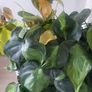 Philodendron Scandens Brasil Image 2