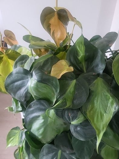 Philodendron Scandens Brasil