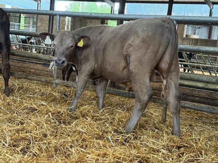 10 Charolais and Limousin Weanlings