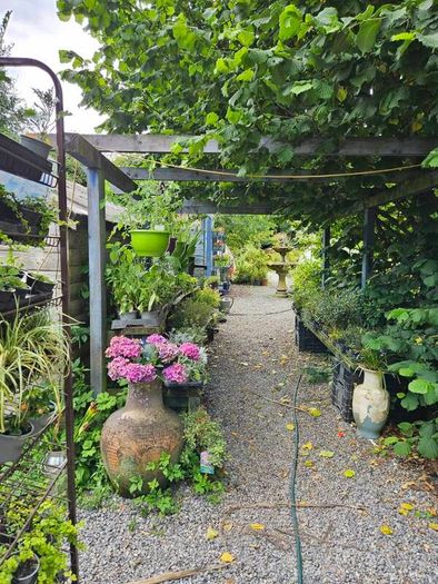Plants, Flowering Shrubs, Grasses