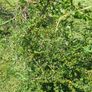 hedge/bush Image 3