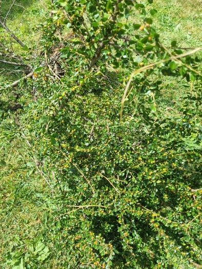 hedge/bush
