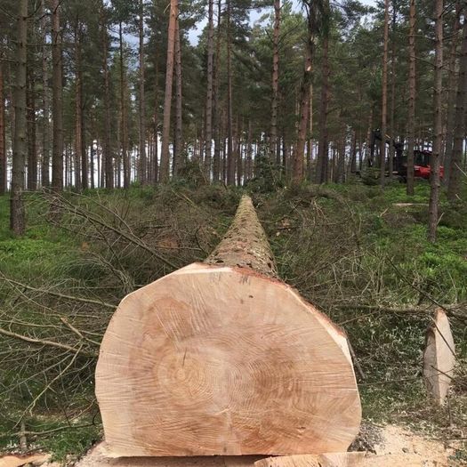 Forestry and Woodland Services