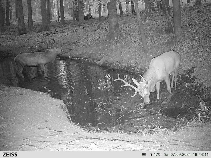 ZEISS Secacam 5 Wildlife Camera