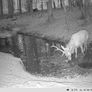 ZEISS Secacam 5 Wildlife Camera Image 6