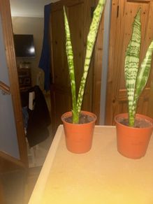 snake plant