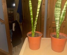 snake plant