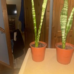 snake plant