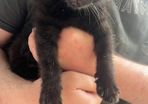 kitten