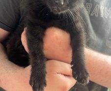 kitten