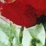 Marthe- Poppies in the wind ll Image 3