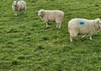 Hoggets