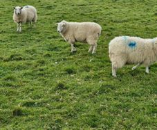 Hoggets