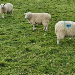 Hoggets