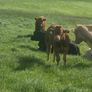 Organic bulls portumna mart Image 4