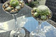 succulents
