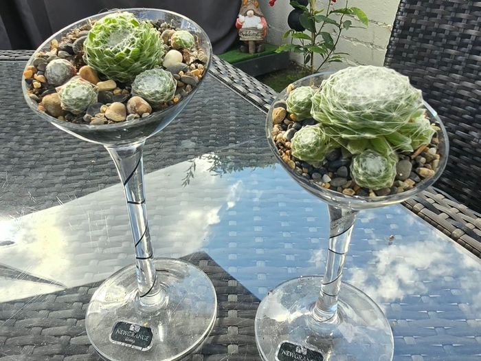 2 plants