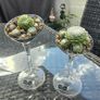 2 plants Image 2