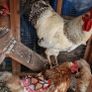 Six hens an a rooster Image 7