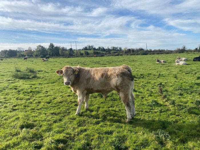 Organic weanlings Elphin Mart