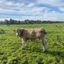 Organic weanlings Elphin Mart Image 7