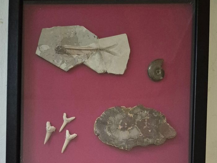 Fossilized prehistoric fish / fossilized wood and ammonite, shark teeth. In display frame.