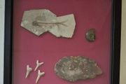 Fossilized prehistoric fish / fossilized wood and ammonite, shark teeth. In display frame.
