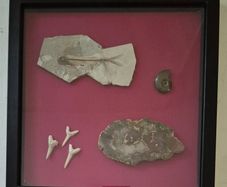 Fossilized prehistoric fish / fossilized wood and ammonite. In display frame.