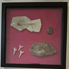 Fossilized prehistoric fish / fossilized wood and ammonite, shark teeth. In display frame.