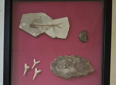 Fossilized prehistoric fish / fossilized wood and ammonite, shark teeth. In display frame.