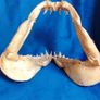 Can post Mako Shark jaw taxidermy Image 8