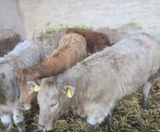 Weanlings