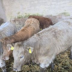 Weanlings