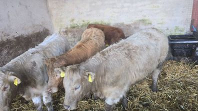 Weanlings